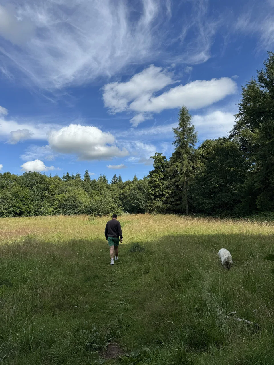 Shelby en promenade dans une prairie