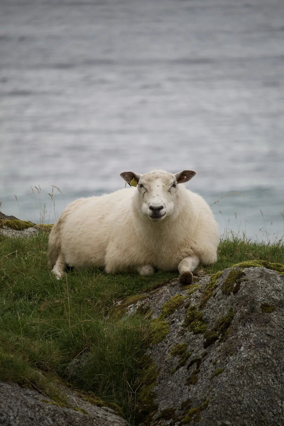 Flakstad, Norvège — photo 1