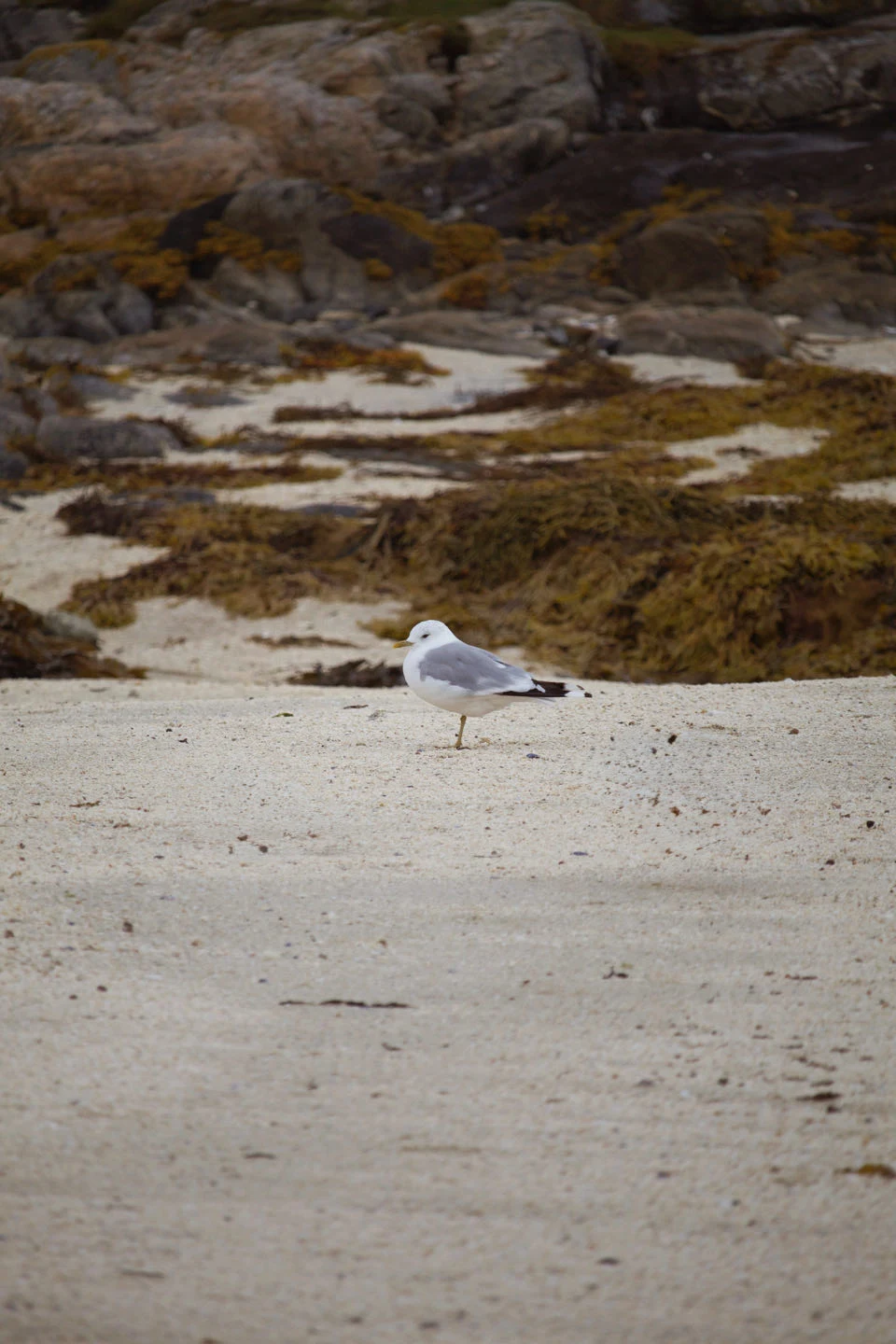 Sommarøy, Norvège — photo 2