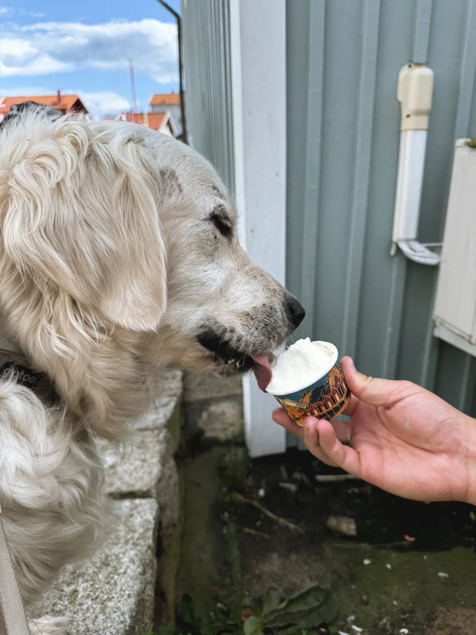 Shelby profite d'une pause glace pendant le road trip