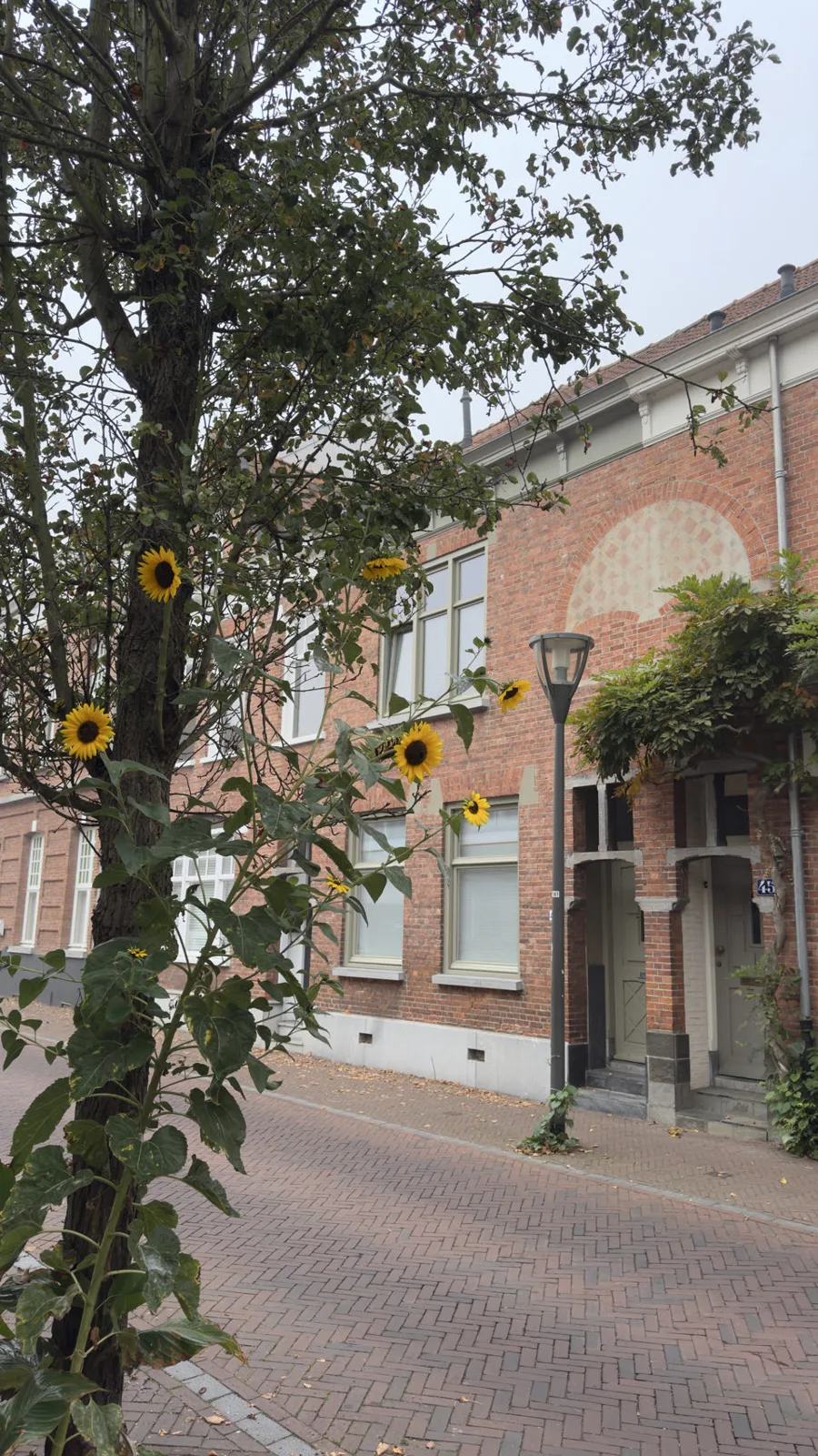 Hulst, Pays-Bas — photo 5